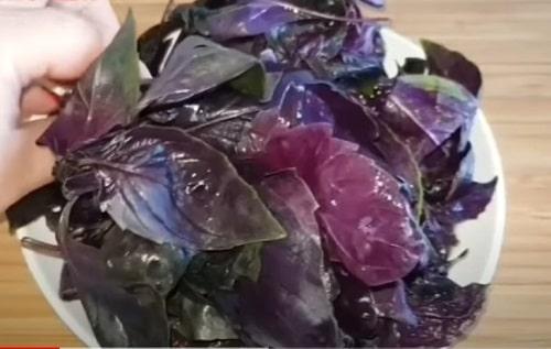 Что можно сделать из базилика на зиму. Соус из базилика на зиму – лучшие рецепты заготовки в домашних условиях