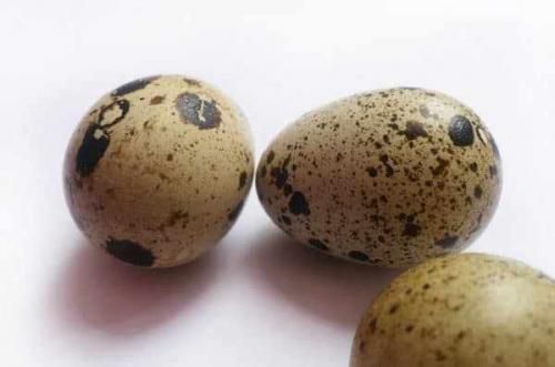 Как понять, что перепелиные яйца испортились. Почему перепелиные яйца всплывают в воде: 5 способов проверки свежести яиц и признаки порчи