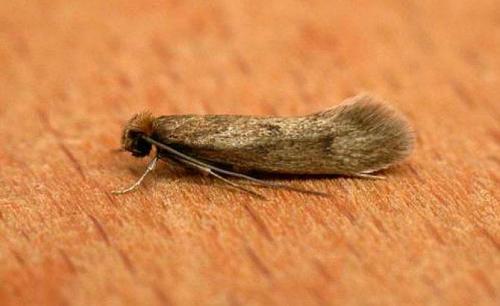 Как избавиться от моли народными средствами. Как избавиться от моли: все действенные способы