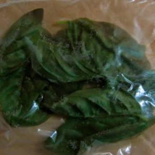 Как использовать замороженный базилик. Как правильно заморозить базилик на зиму: подборка лучших способов