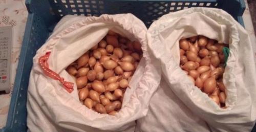 Как сохранить урожай лука. Добавление статьи в новую подборку 15