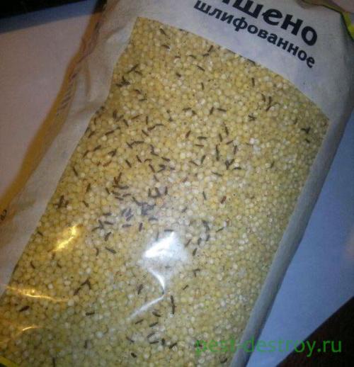 Как обработать зараженные продукты, чтобы избавиться от жучков. Способы профилактики и борьбы с жучками, которые завелись на вашей кухне в крупах