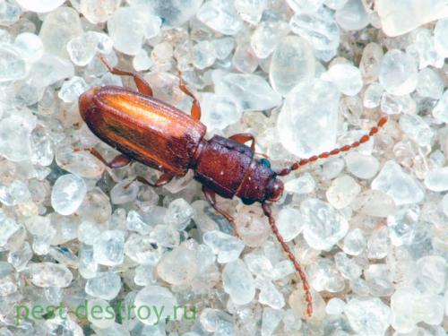 Как обработать зараженные продукты, чтобы избавиться от жучков. Способы профилактики и борьбы с жучками, которые завелись на вашей кухне в крупах