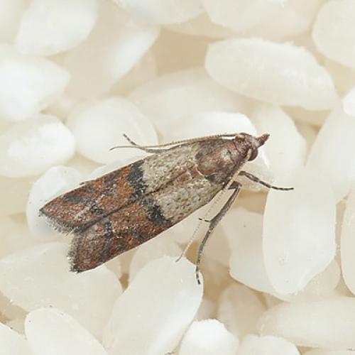 Обработка от насекомых в доме. Дезинфекция насекомых в квартире и частном доме 07 Обработка от насекомых в доме. Дезинфекция насекомых в квартире и частном доме 07