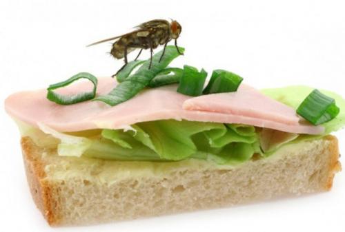 Как избавиться от насекомых в частном доме. Откуда берутся мухи в доме