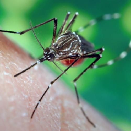 Обработка от насекомых в доме. Дезинфекция насекомых в квартире и частном доме 05 Обработка от насекомых в доме. Дезинфекция насекомых в квартире и частном доме 05