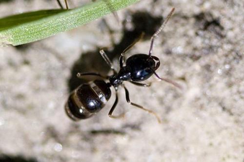 Средство от муравьев своими руками. 15 способов, как избавиться от садовых муравьев