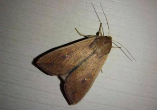 Народное средство от моли в домашних условиях. Как избавиться от моли: все действенные способы