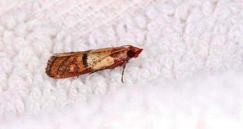 Народное средство от моли в домашних условиях. Как избавиться от моли: все действенные способы