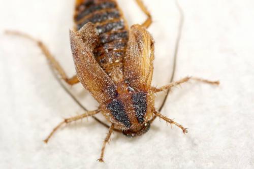 Рецепт от тараканов с борной кислотой и желтком вареным. Рецепты с борной кислотой 01