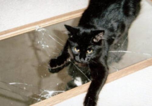 Кот разбил зеркало в доме к чему это. К чему кошка разбивает зеркало?