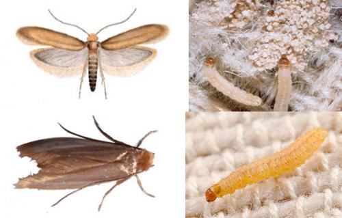 Как бороться с молью в квартире?