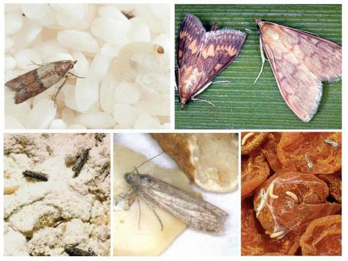 Средство от пищевой моли самое эффективное в домашних условиях. Как избавиться от пищевой моли: доступные народные средства