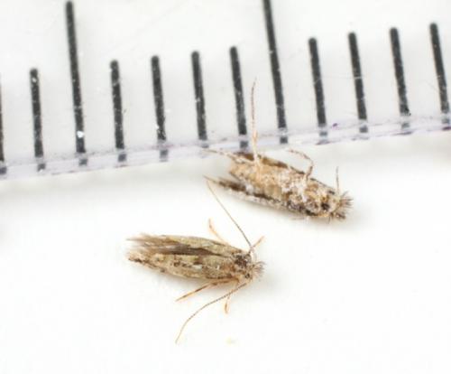 Как бороться с пищевой молью. Способы избавления от пищевой моли 11 Как бороться с пищевой молью. Способы избавления от пищевой моли 11