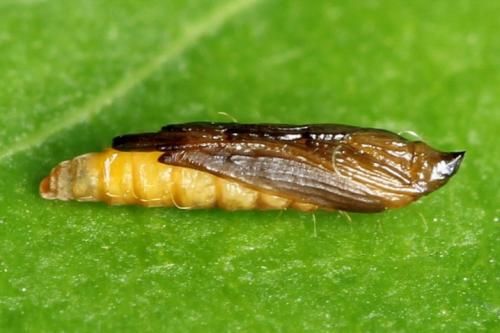 Как бороться с пищевой молью. Способы избавления от пищевой моли 13 Как бороться с пищевой молью. Способы избавления от пищевой моли 13