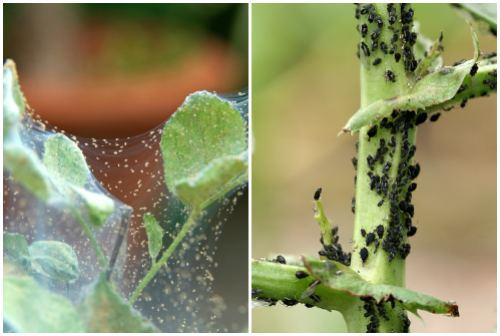 Средства для борьбы с насекомыми. Химические средства для борьбы с вредителями растений лучшие препараты