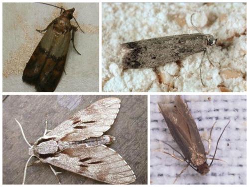 Средство от пищевой моли самое эффективное в домашних условиях. Как избавиться от пищевой моли: доступные народные средства