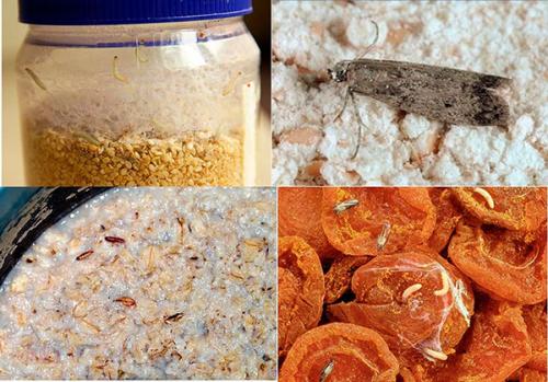 Как бороться с молью в квартире?