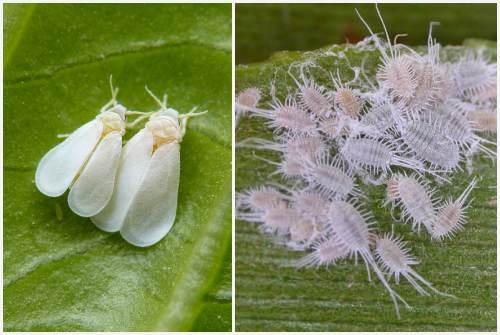 Средства для борьбы с насекомыми. Химические средства для борьбы с вредителями растений лучшие препараты