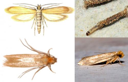 Как бороться с молью в квартире?