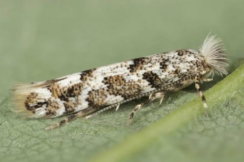 Как бороться с пищевой молью. Способы избавления от пищевой моли 12 Как бороться с пищевой молью. Способы избавления от пищевой моли 12