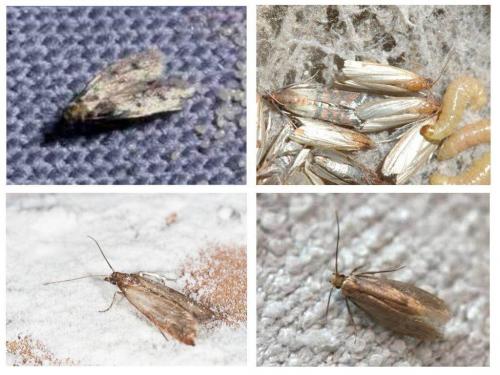 Средство от пищевой моли самое эффективное в домашних условиях. Как избавиться от пищевой моли: доступные народные средства