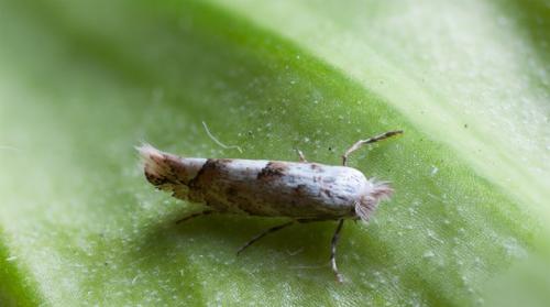 Тополиная моль в квартире, как избавиться. Как выглядит тополиная моль и как с ней бороться?