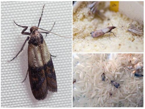 Средство от пищевой моли самое эффективное в домашних условиях. Как избавиться от пищевой моли: доступные народные средства