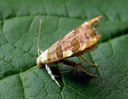 Как бороться с пищевой молью. Способы избавления от пищевой моли 10 Как бороться с пищевой молью. Способы избавления от пищевой моли 10