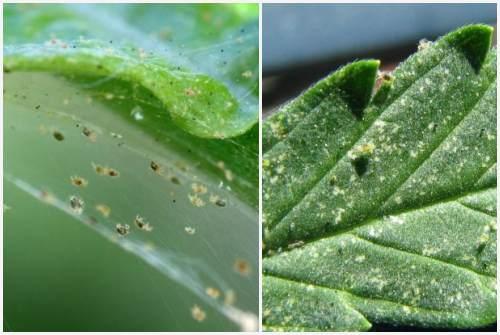 Средства для борьбы с насекомыми. Химические средства для борьбы с вредителями растений лучшие препараты