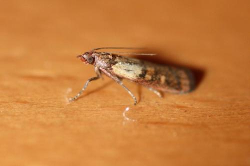 Средство от пищевой моли самое эффективное в домашних условиях. Как избавиться от пищевой моли: доступные народные средства