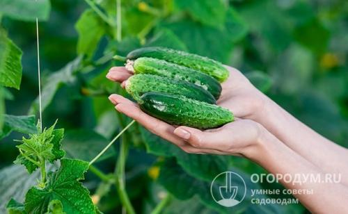 Можно ли хранить огурцы в холодильнике. Какие плоды подходят для хранения