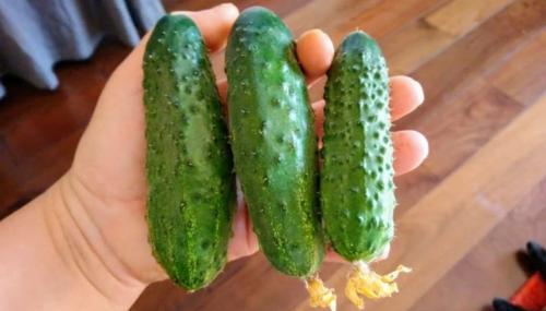 Хранение огурцов в свежем виде в квартире. Как долго могут храниться свежие огурцы 05