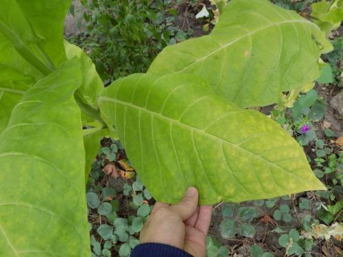 Когда убирать табак и как его сушить от а до я. Сбор и сушка табака в домашних условиях