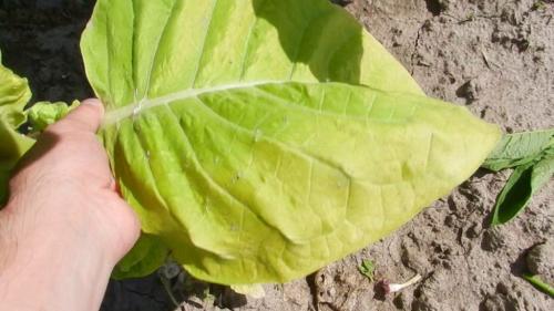 Когда убирать табак и как его сушить от а до я. Сбор и сушка табака в домашних условиях