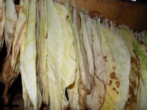 Когда убирать табак и как его сушить от а до я. Сбор и сушка табака в домашних условиях