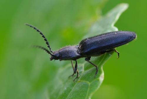 Пищевая сода для сада и огорода 22 способа применения на участке. Как использовать соду для огорода: лучшие методики