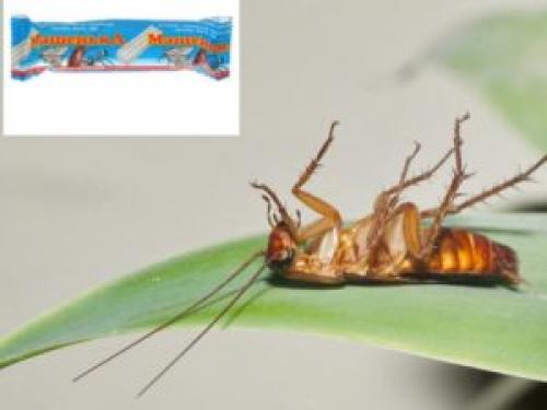 Мелок машенька, как действует на тараканов. Как правильно пользоваться мелком от тараканов «Машенька»- Обзор +Видео