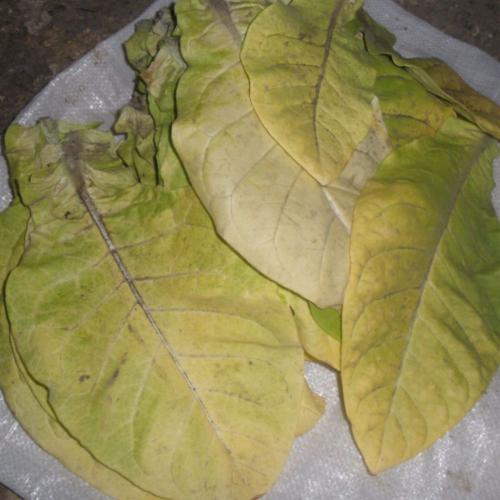 Когда убирать табак и как его сушить от а до я. Сбор и сушка табака в домашних условиях