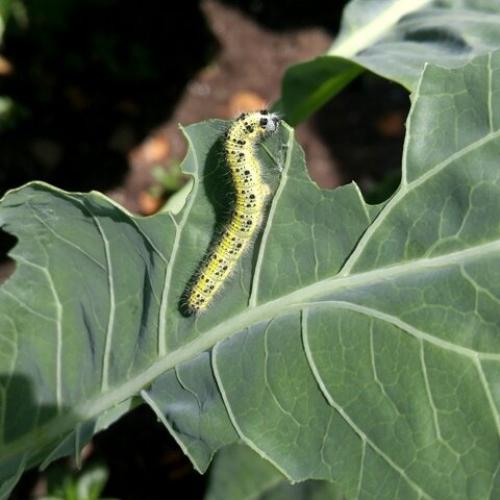 Пищевая сода для сада и огорода 22 способа применения на участке. Как использовать соду для огорода: лучшие методики