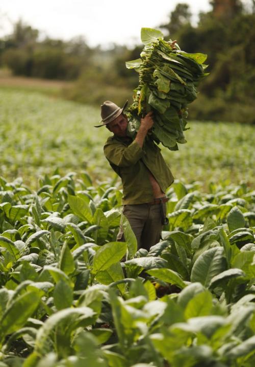 Когда убирать табак и как его сушить от а до я. Сбор и сушка табака в домашних условиях