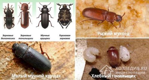 Мошки в крупе на кухне, как избавиться в домашних условиях. Виды жучков и причины их появления