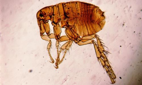 Уничтожение насекомых дома. Дезинсекция квартир генераторами холодного / горячего тумана 03 Уничтожение насекомых дома. Дезинсекция квартир генераторами холодного / горячего тумана 03