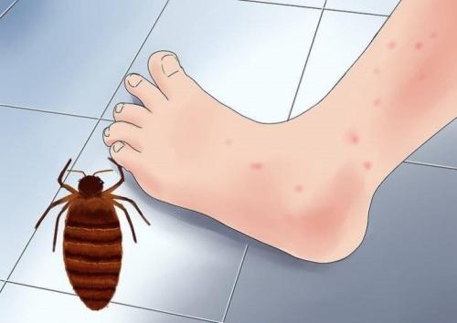 Уничтожение насекомых дома. Дезинсекция квартир генераторами холодного / горячего тумана 07 Уничтожение насекомых дома. Дезинсекция квартир генераторами холодного / горячего тумана 07