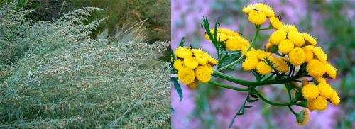 Муравьи с крыльями в доме, как от них избавиться. Методы выведения муравьев с крыльями