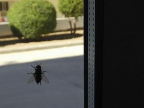 Чем питаются мухи в квартире. Откуда появились мухи в квартире и как от них избавиться? 02