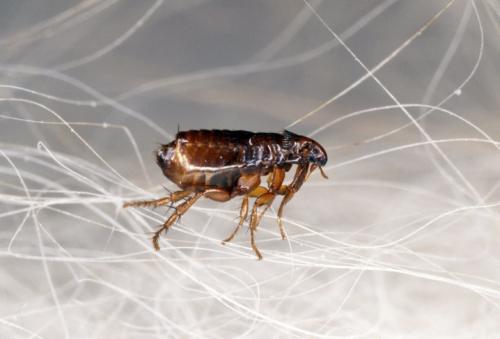 Уничтожение насекомых дома. Дезинсекция квартир генераторами холодного / горячего тумана 02 Уничтожение насекомых дома. Дезинсекция квартир генераторами холодного / горячего тумана 02