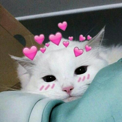 Мелкие муравьи в квартире откуда берутся.