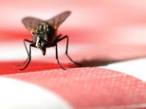 Чем питаются мухи в квартире. Откуда появились мухи в квартире и как от них избавиться? 01