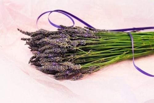 Средства от пищевой моли на кухне. Средства борьбы с летающими вредителями